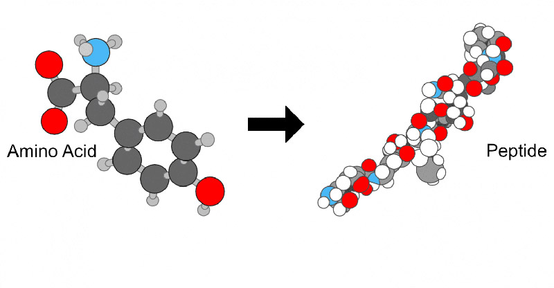 Peptide Là Gì? Phân Loại Và Tác Dụng Đối Với Làn Da Của Bạn