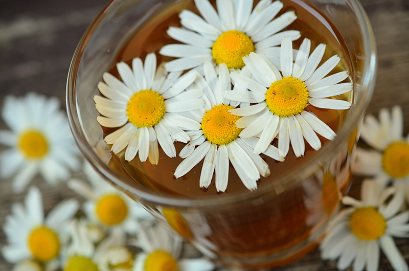 Chiết xuất Cúc La Mã (Chamomile Extract): Thành phần dưỡng da hoàn hảo 2 Công dụng của hoa Cúc La Mã