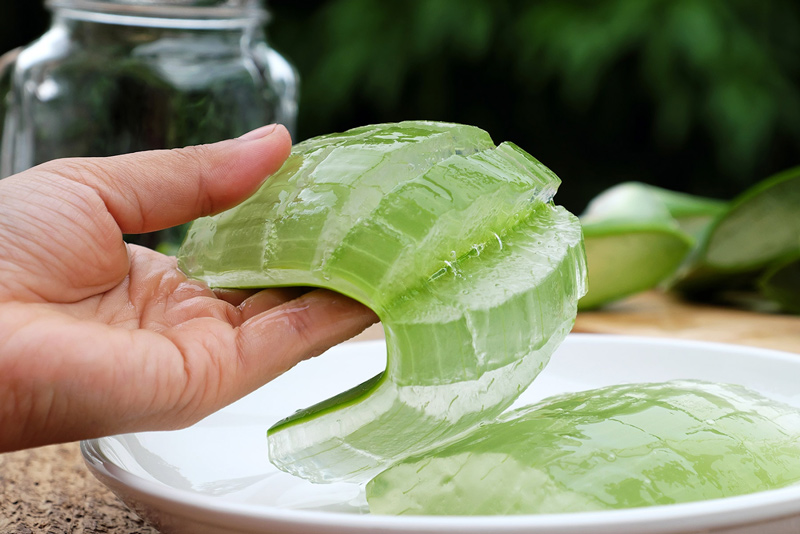 Cách sử dụng lô hội hiệu quả